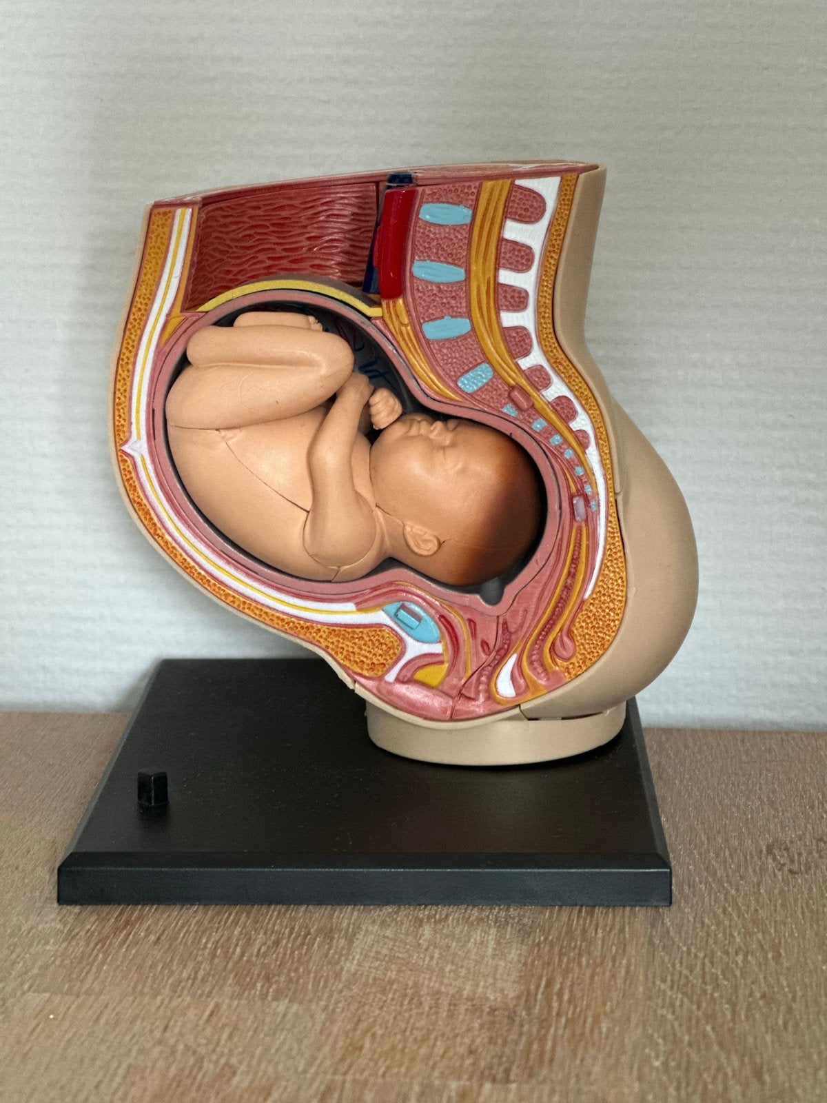 Zwangerschapsmodel met foetus - Anatomisch model, Ophalen of Verzenden, Zo goed als nieuw