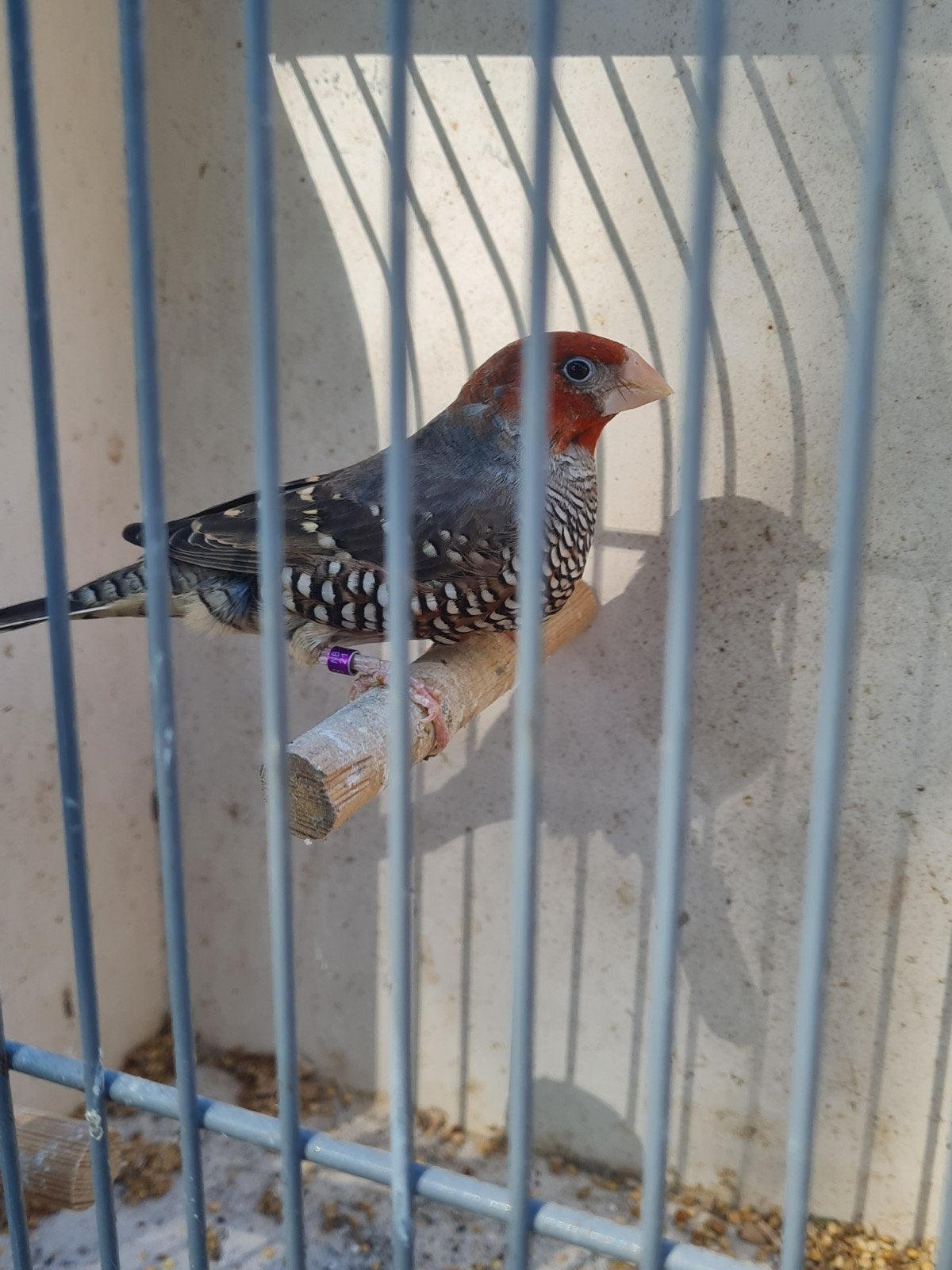 Roodkopamandine man, Dieren en Toebehoren, Vogels | Overige Vogels, Mannelijk