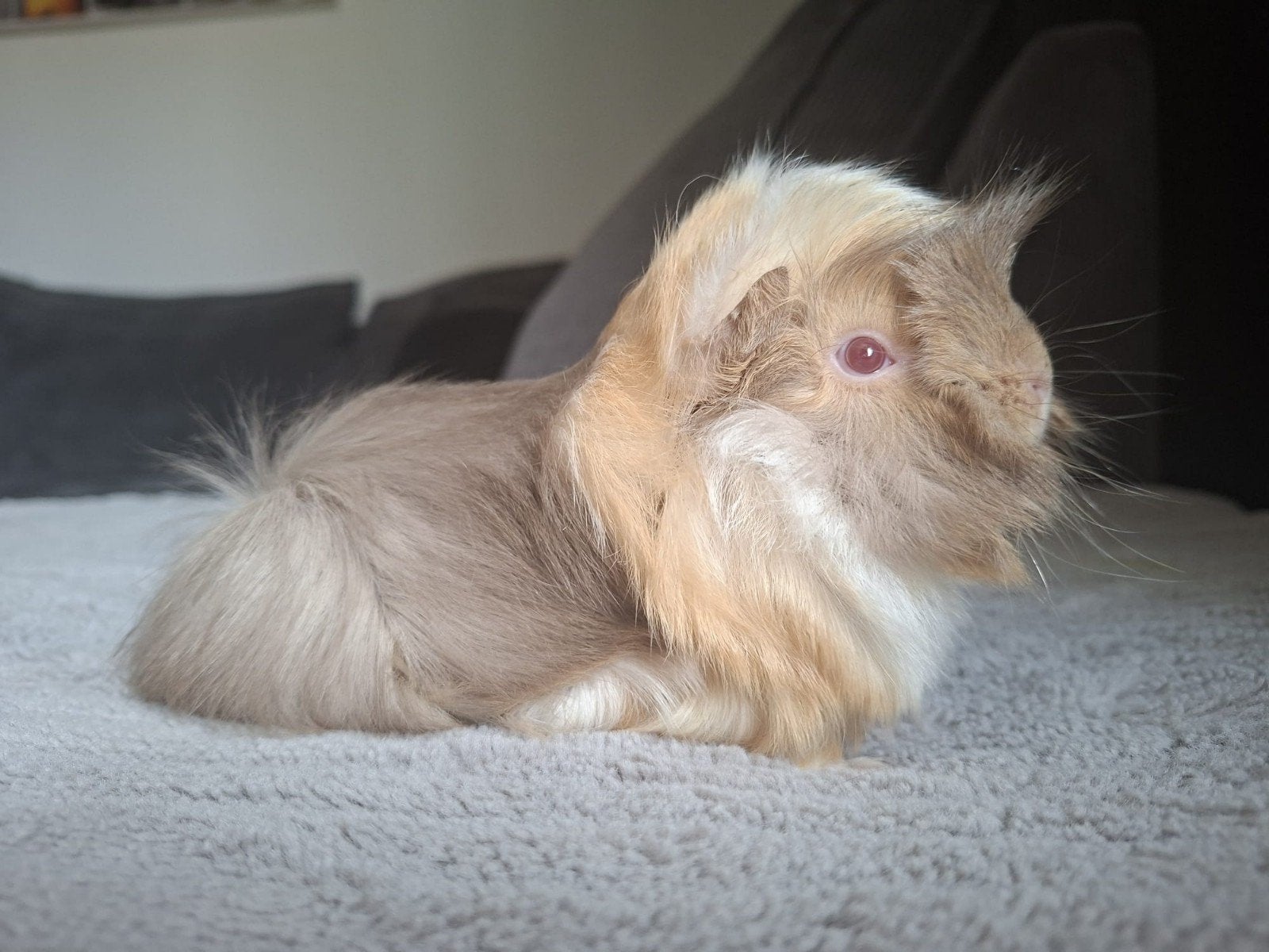 wegens stoppen ,meerdere peruvian en borstel cavia's, Dieren en Toebehoren, Cavia, Januari, Meerdere dieren, Tam