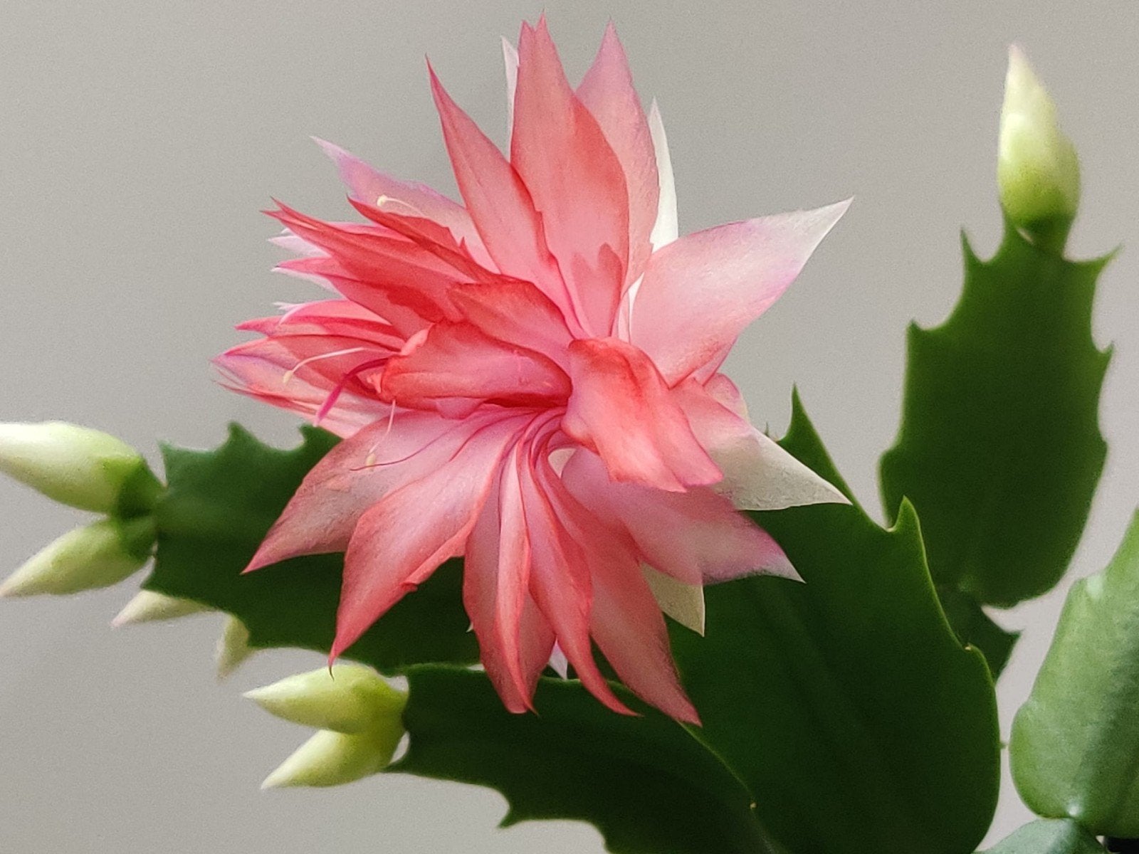 Schlumbergera 'Double Surprise' stek ongeworteld, Verzenden, Halfschaduw, Minder dan 100 cm