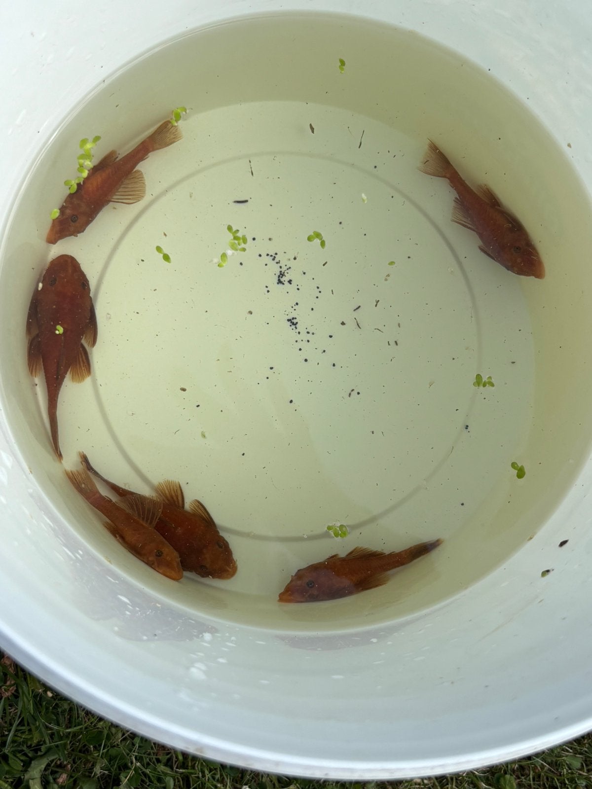 Grote kweekgroep Ancistrus Red, Dieren en Toebehoren, Vissen | Aquariumvissen, Vis