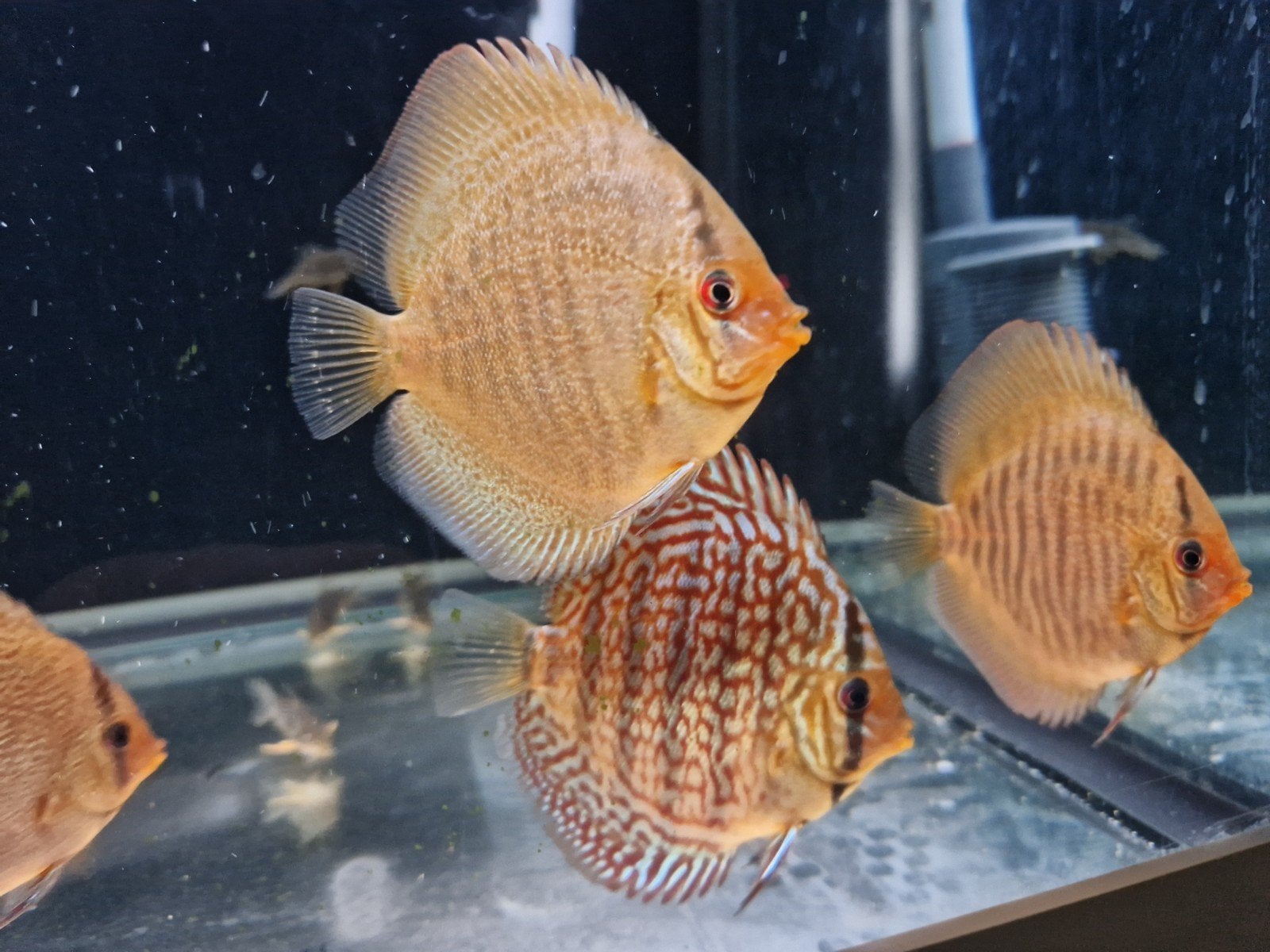 Jonge groep Discusvissen/ Discus, Dieren en Toebehoren, Vis, Zoetwatervis, Schoolvis