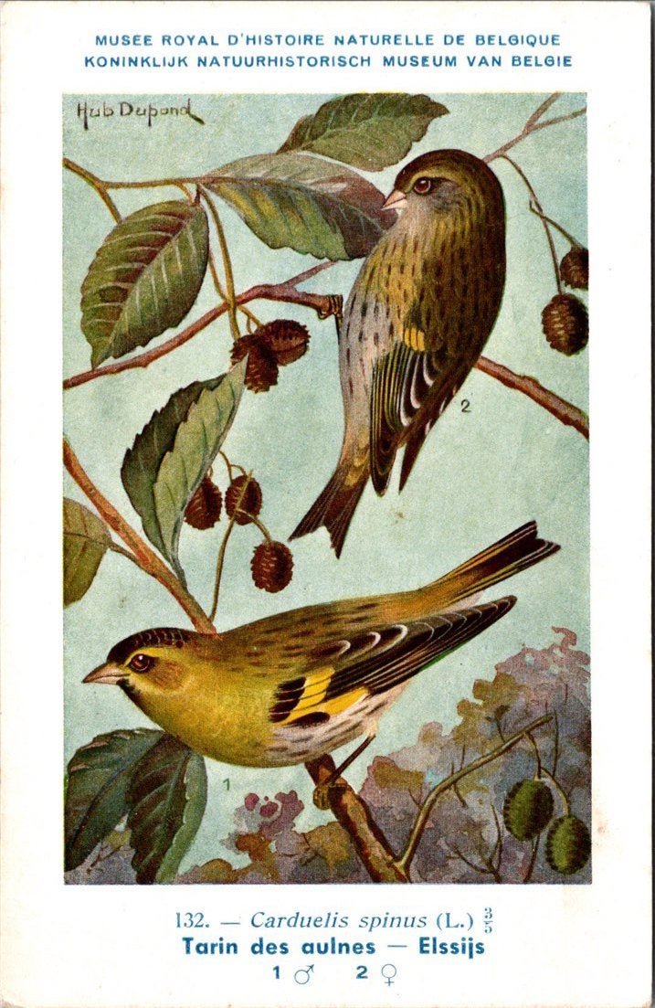 Elssijs / Eurasian siskin – Nº 132 – (KBIN / IRSNB), Verzenden, 1940 tot 1960, Ongelopen, Vogel