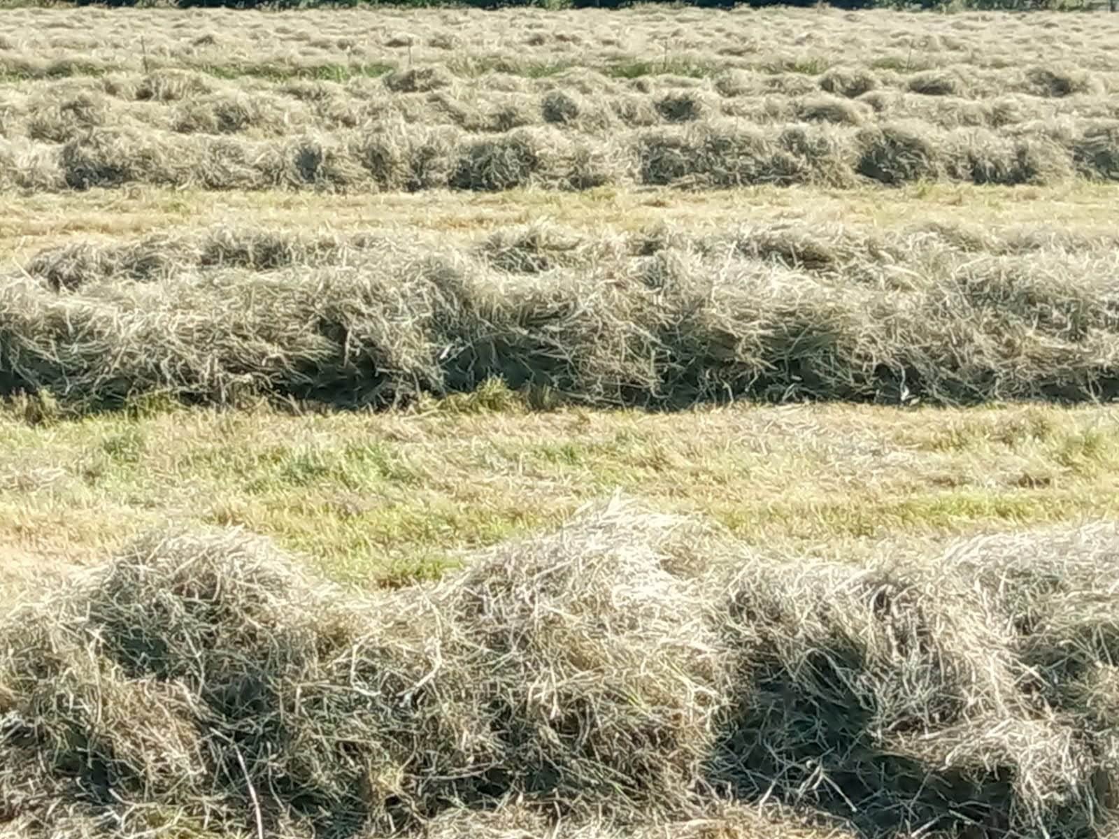 Mooi paarden hooi. Jacobus kruid vrij, Dieren en Toebehoren, Stalling en Weidegang