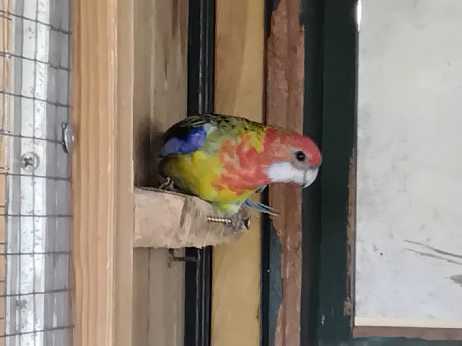 rosella, Dieren en Toebehoren, Vrouwelijk, Parkiet