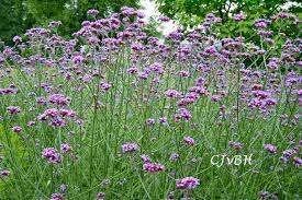 tuinplanten, Vaste plant, Halfschaduw, Zomer, Ophalen
