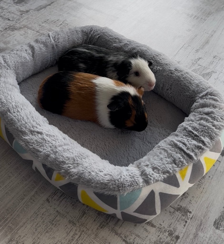 2 lieve cavia’s te koop, Cavia, Mannelijk, Tam, September