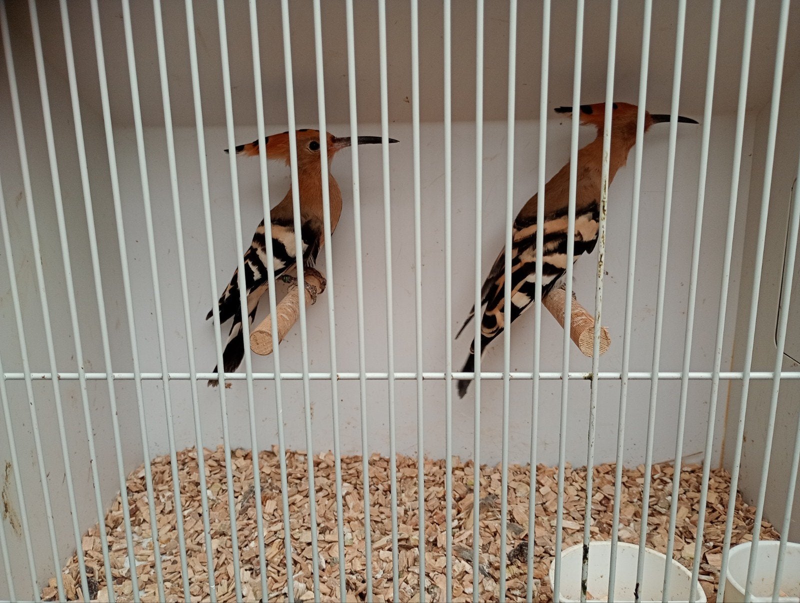 Hop man 2026, Mannelijk, Wildzangvogel, Geringd