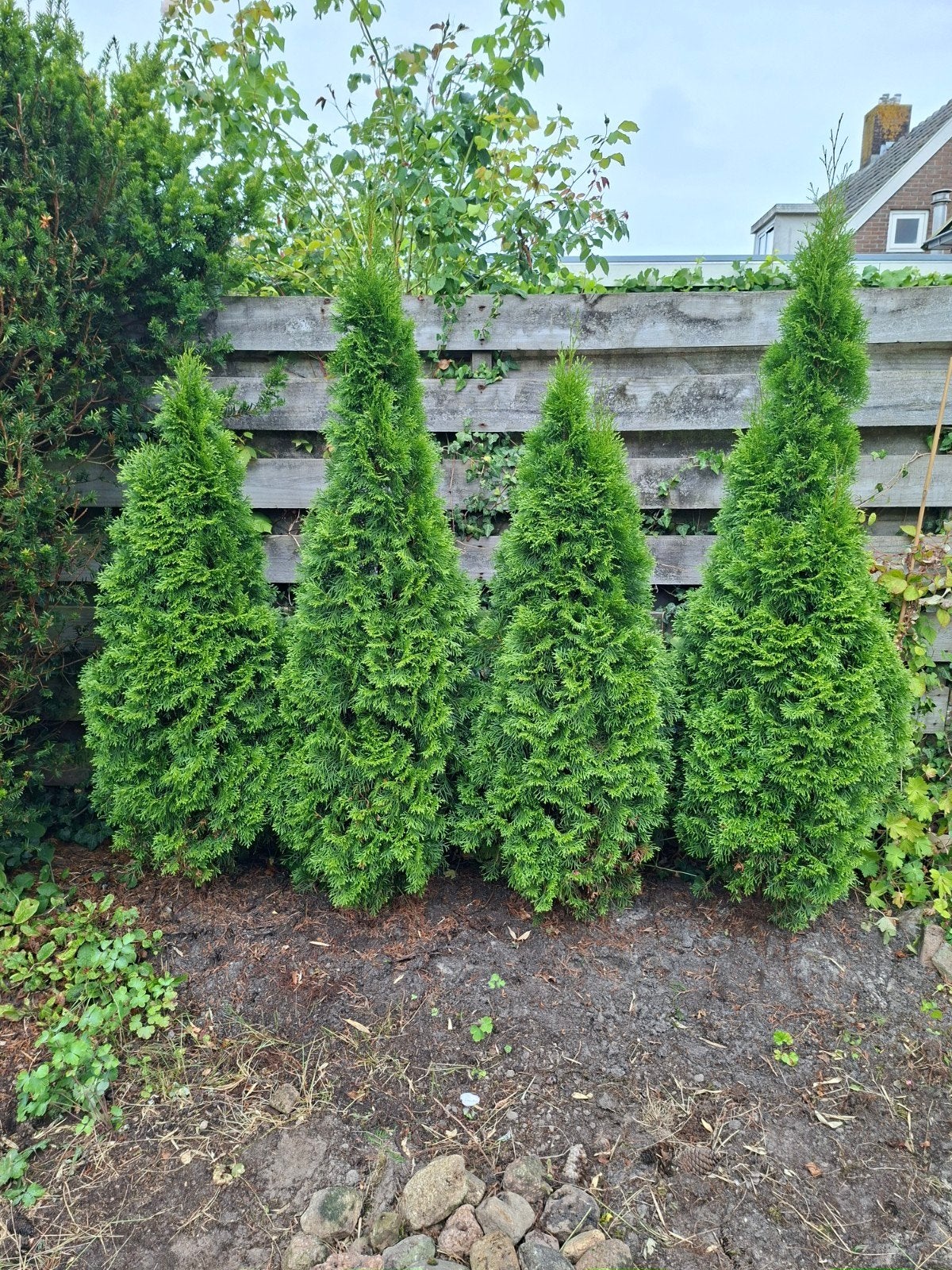 Thuja Smaragd 4 x, Ophalen, Conifeer, 100 tot 250 cm