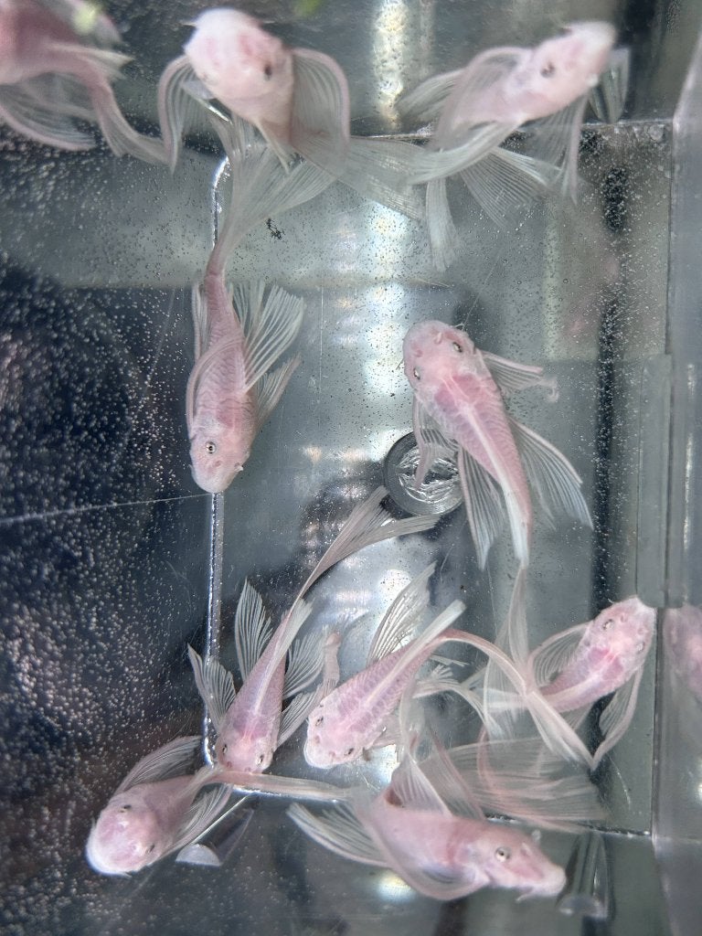 Ancistrus sp. L144 Snow White Longfin | Snow White Long fin, Dieren en Toebehoren, Vis, Zoetwatervis