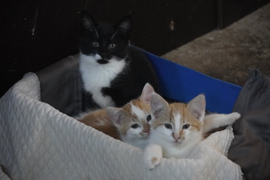 tamme boerderij kittens, Dieren en Toebehoren, Meerdere dieren, Ontwormd, 0 tot 2 jaar