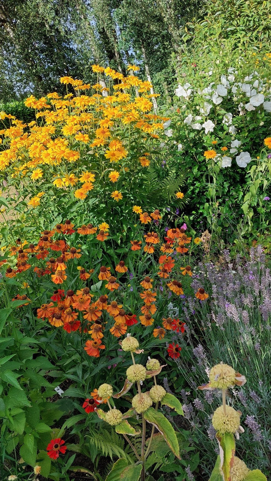 Helenium,Achillea millefolium duizendblad,viburnum tinus eve, Ophalen, Vaste plant