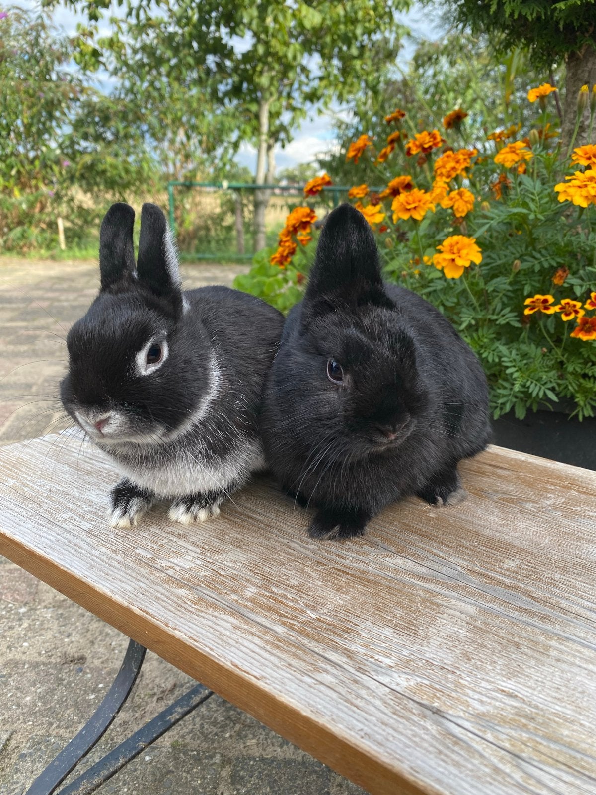 Kleurdwerg voedsters, Dieren en Toebehoren, April, Vrouwelijk, Overige typen, Tam