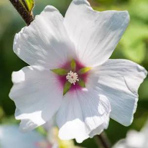 Te koop gevraagd Lavatera /Malva/ Hybiscus planten, Overige soorten, Volle zon, Vaste plant, Verzenden