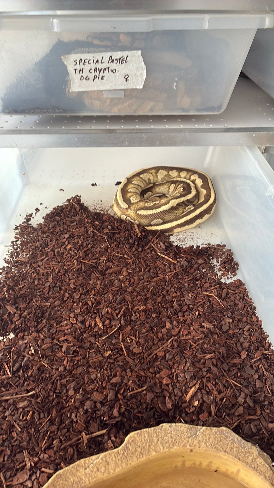 Ball python Ball Python photo 3