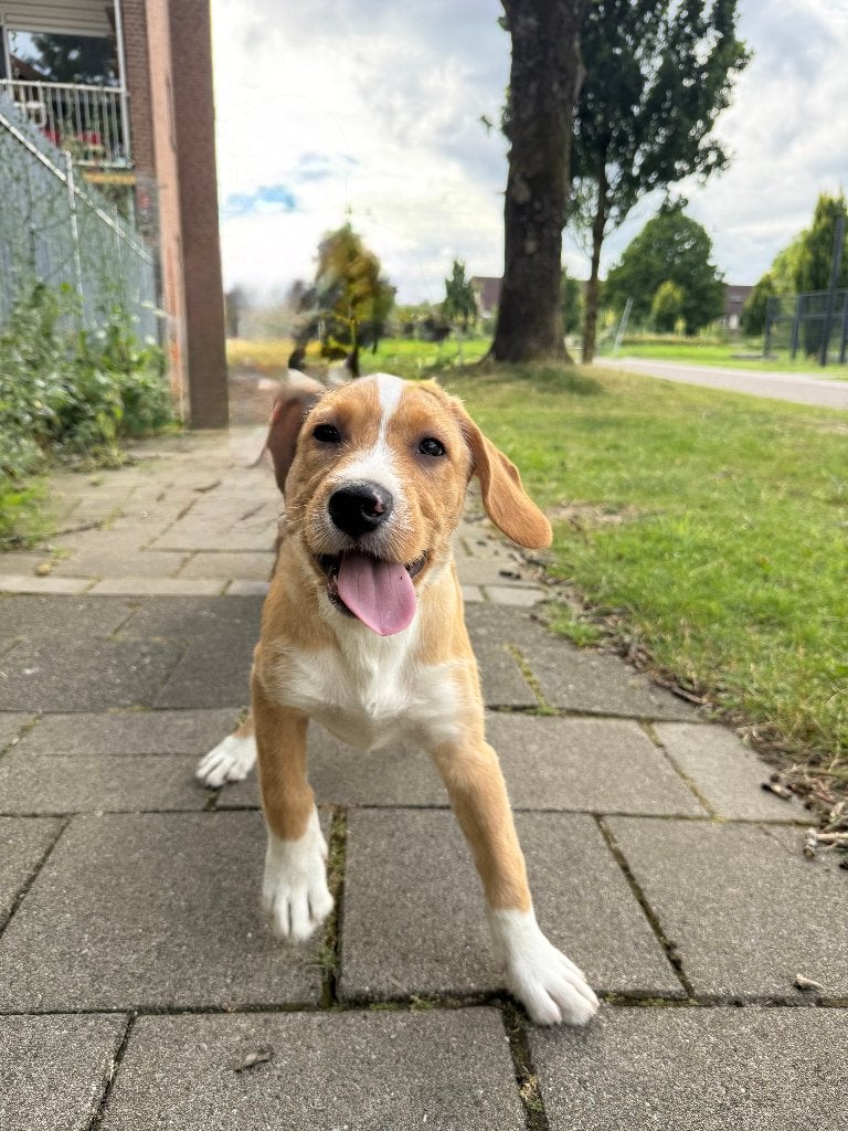 Lieve Tala zoekt een nieuw thuis, 15 weken tot 1 jaar, Teef, Eén hond, CDV (hondenziekte)