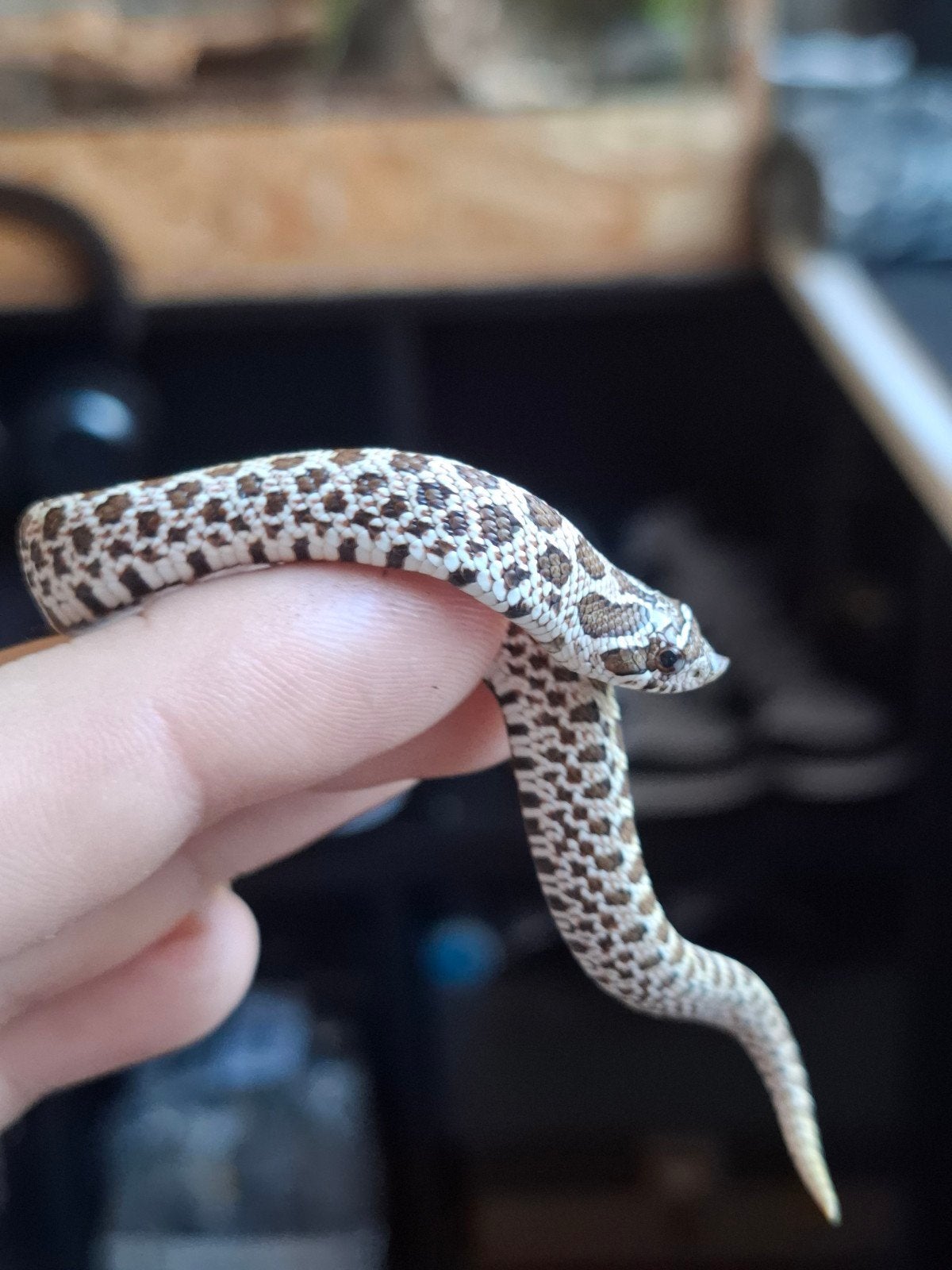 artic haakneus Hognose Snake photo 2