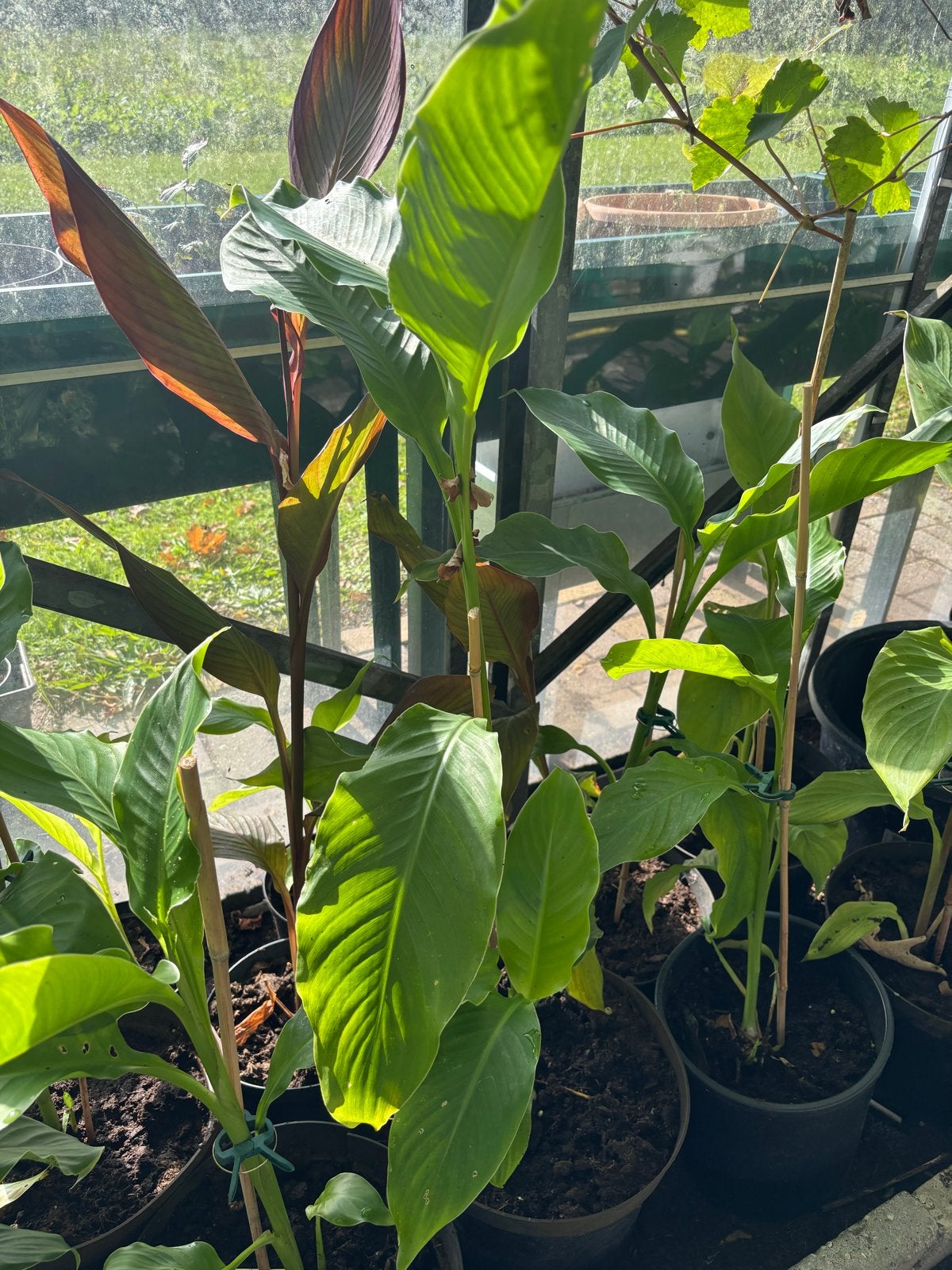 Canna lelie planten - Diverse soorten, Volle zon, Vaste plant, Zomer, Ophalen