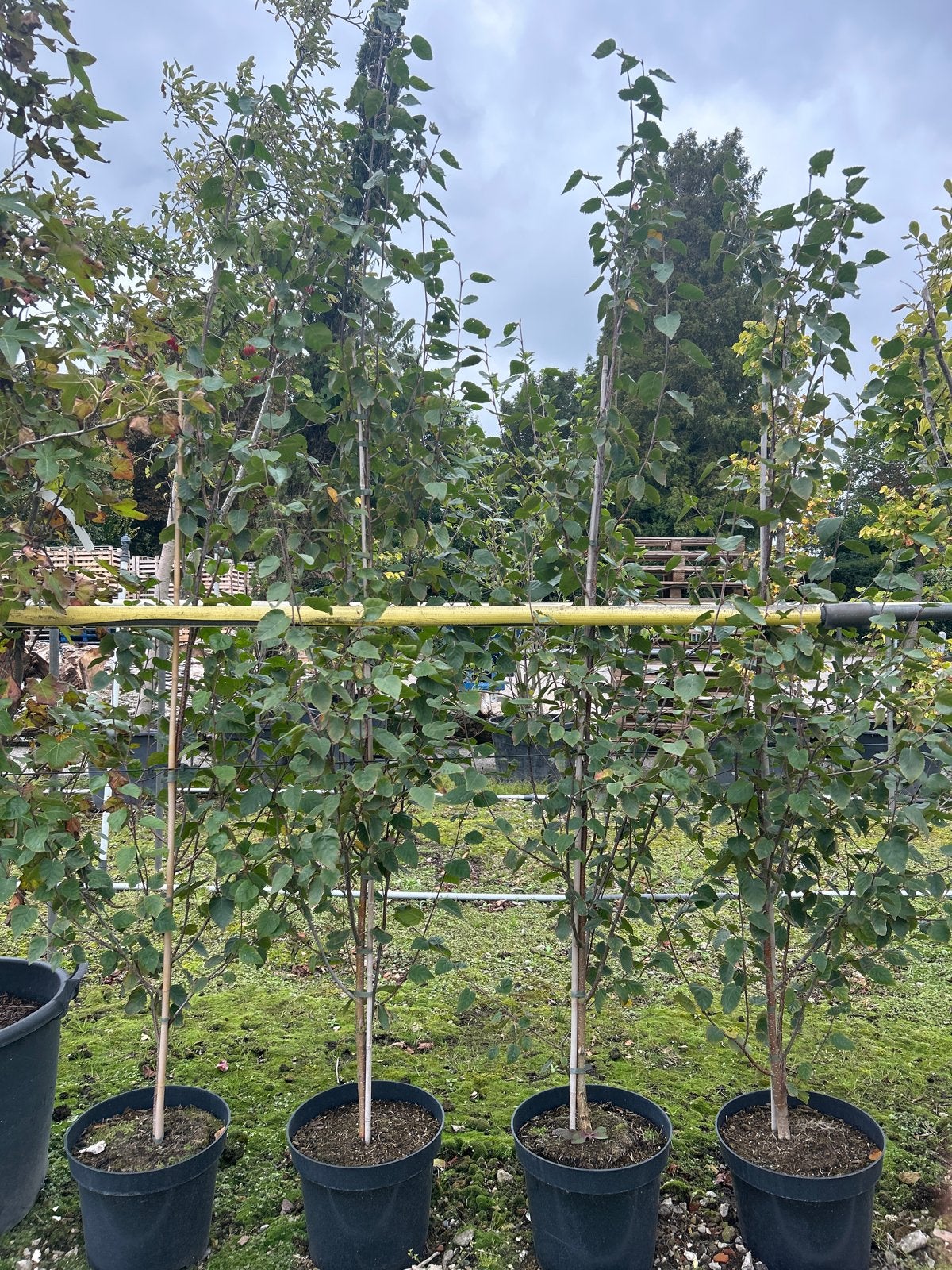 Betula Utilis 'Doorenbos' - 20L pot, 2-2.5m hoog, Overige soorten, Lente, 100 tot 250 cm, Ophalen