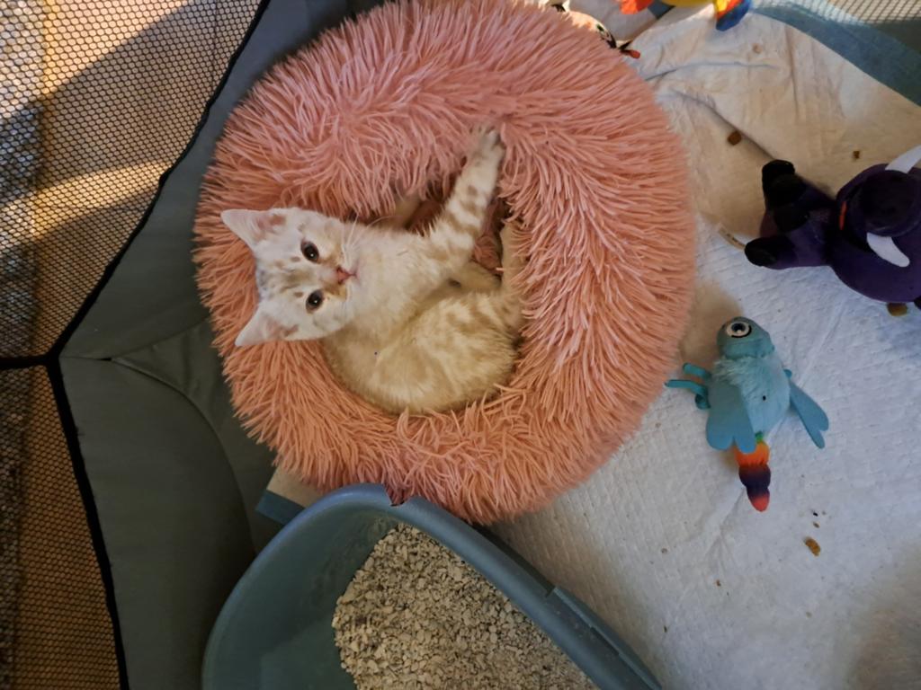 Laatste!! bengaal/savannah kittens!!! Snowbengaal., Meerdere dieren, Ontwormd