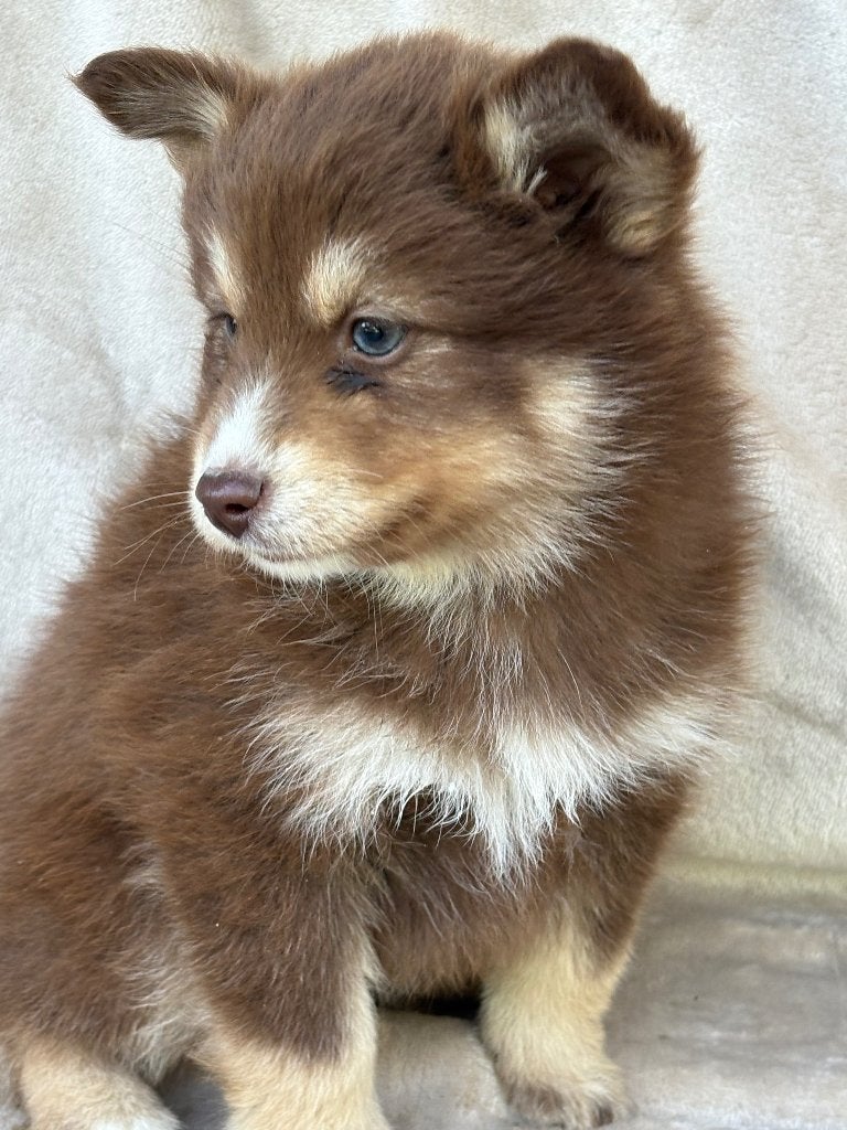 Pomsky pups -MOGEN VERHUIZEN, Dieren en Toebehoren, Parvo, 8 tot 15 weken, Poolhond, Meerdere