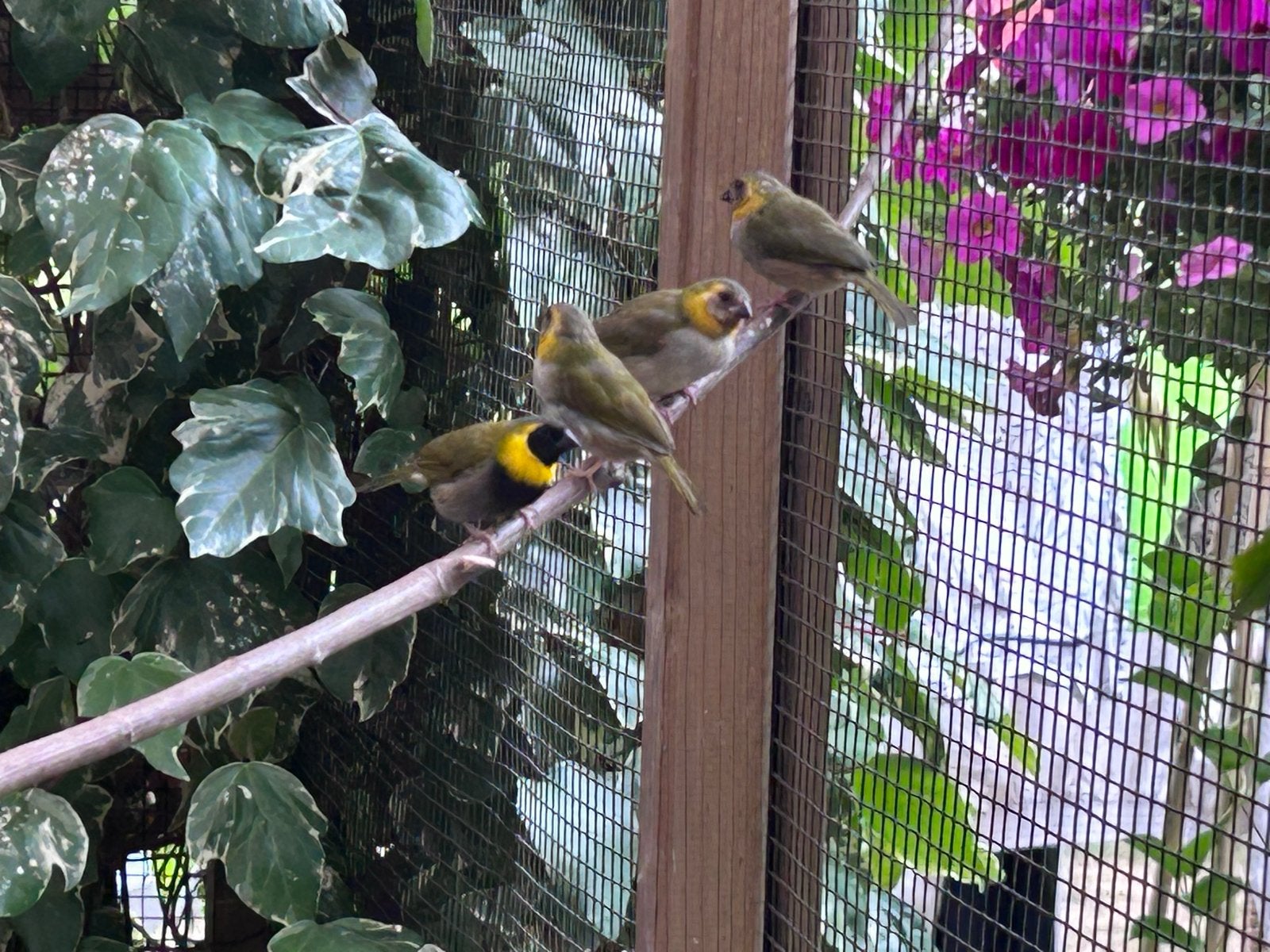2 jonge cubavinken 1-1 verwant koppeltje, Dieren en Toebehoren, Vogels | Overige Vogels, Meerdere dieren, Tropenvogel