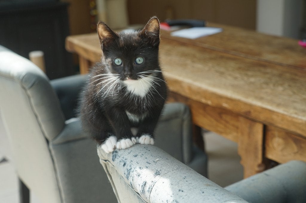 Nog 1 super lief katertje beschikbaar!, Dieren en Toebehoren, Katten en Kittens | Overige Katten, Kater, Kortharig, 0 tot 2 jaar