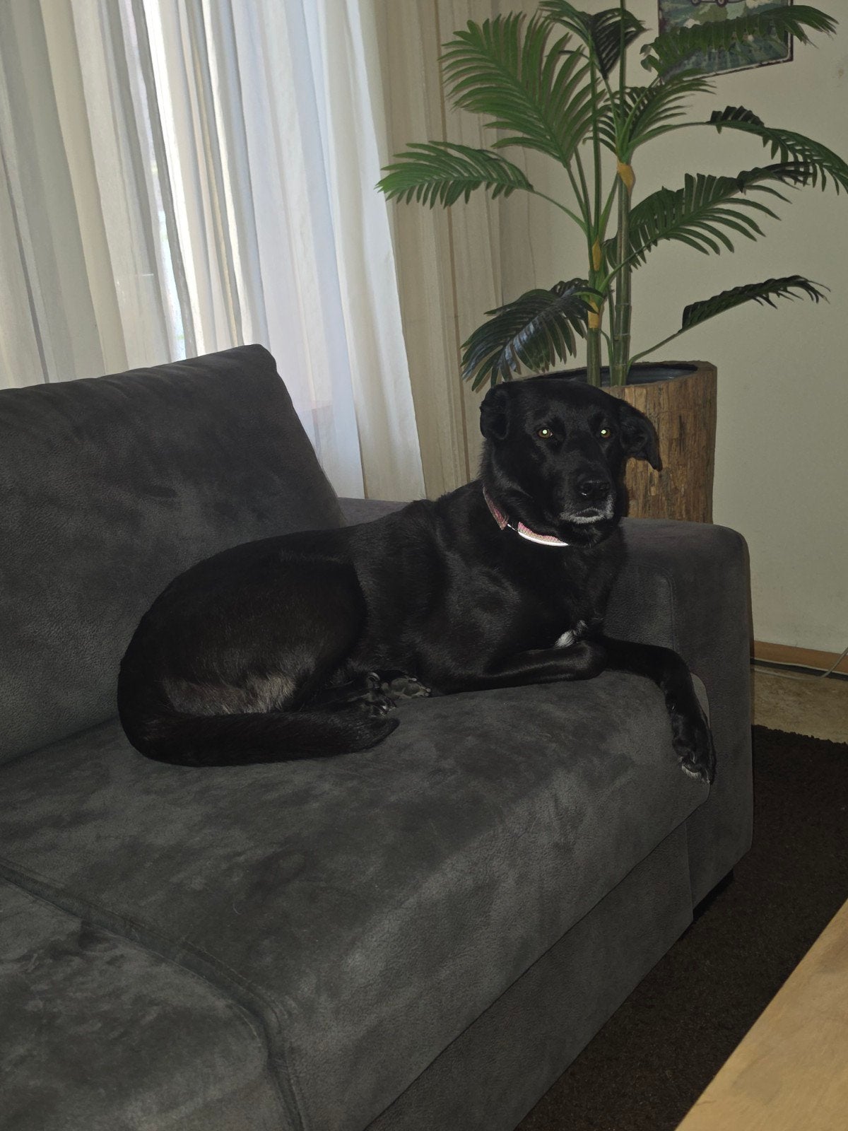 Labrador kruising herder, Teef, Eén hond, 3 tot 5 jaar, Nederland