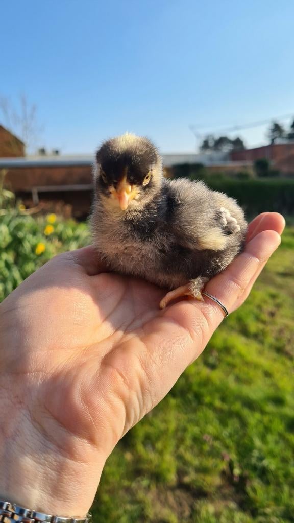 Mechelse koekoek kuikens, Geslacht onbekend, Kip