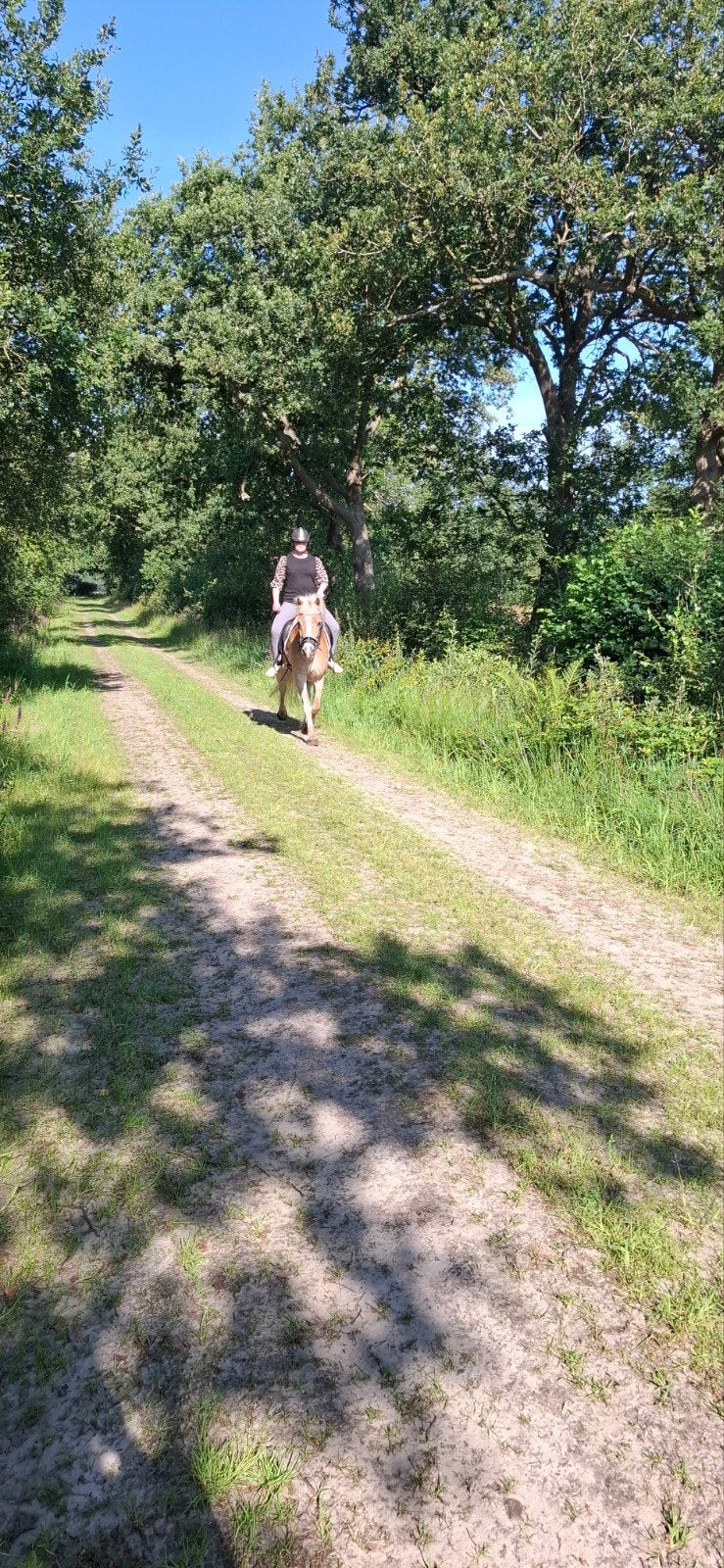 verzorgpony / paard aangeboden, Ophalen of Verzenden, Nieuw