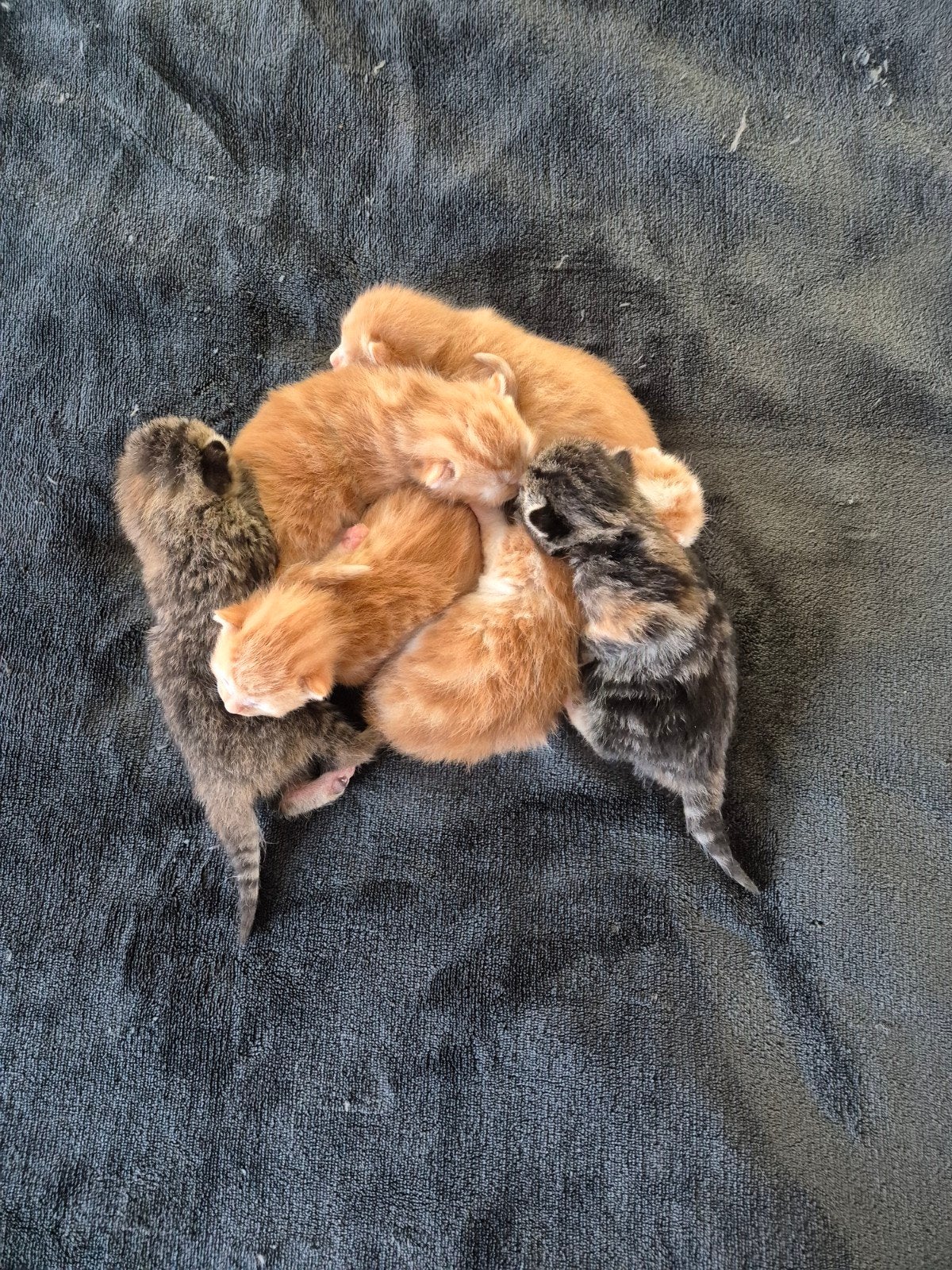 Kittens van een kruising RagdolBritse korthaarNoorse boska, Meerdere dieren, Ontwormd, 0 tot 2 jaar