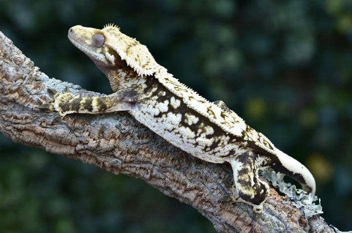 Prachtige Wimpergekko 0.1 vrouw, Hagedis, 0 tot 2 jaar