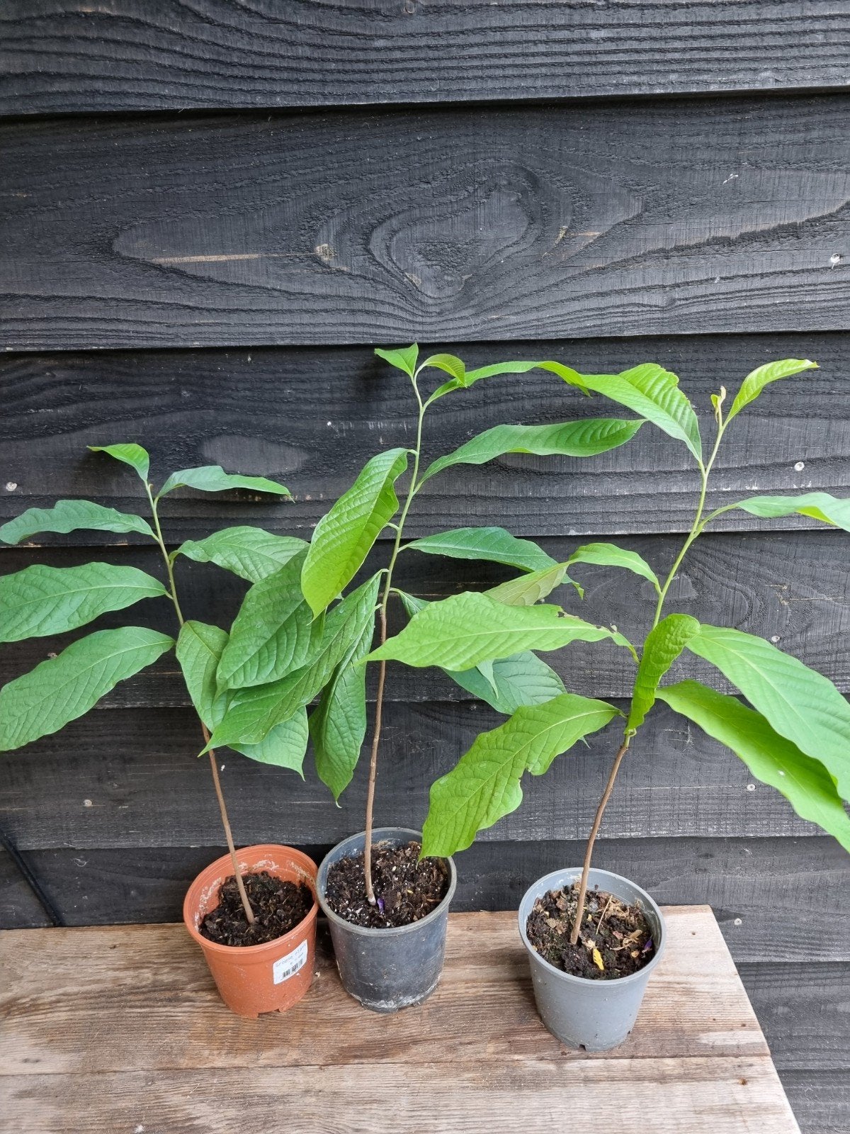 Pawpaw planten (Asimina triloba) - Jonge fruitbomen, Tuin en Terras, Planten | Tuinplanten, Ophalen, Volle zon, Vaste plant, Fruitplanten