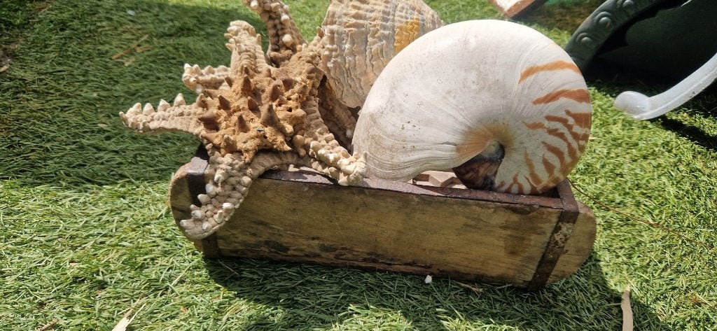 Prachtige schelpdieren in oude houten steenmal (brocante), Ophalen of Verzenden, Fossiel