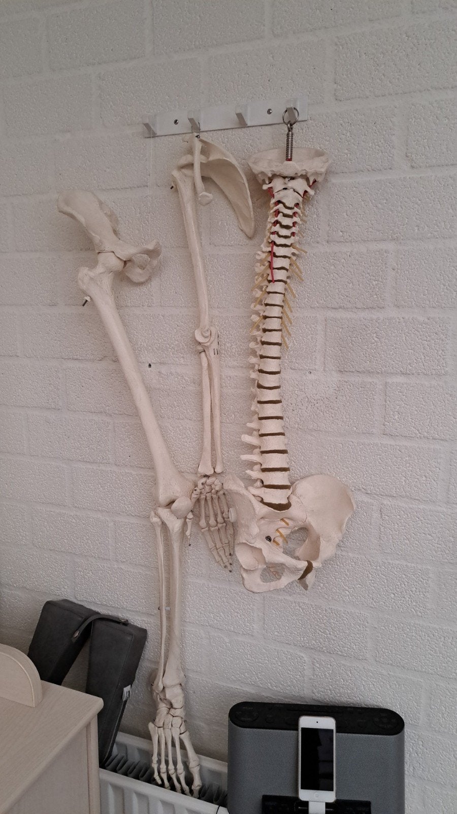 Anatomische modellen skelet, Boeken, Studieboeken en Cursussen, Ophalen of Verzenden, Beta, Zo goed als nieuw, HBO