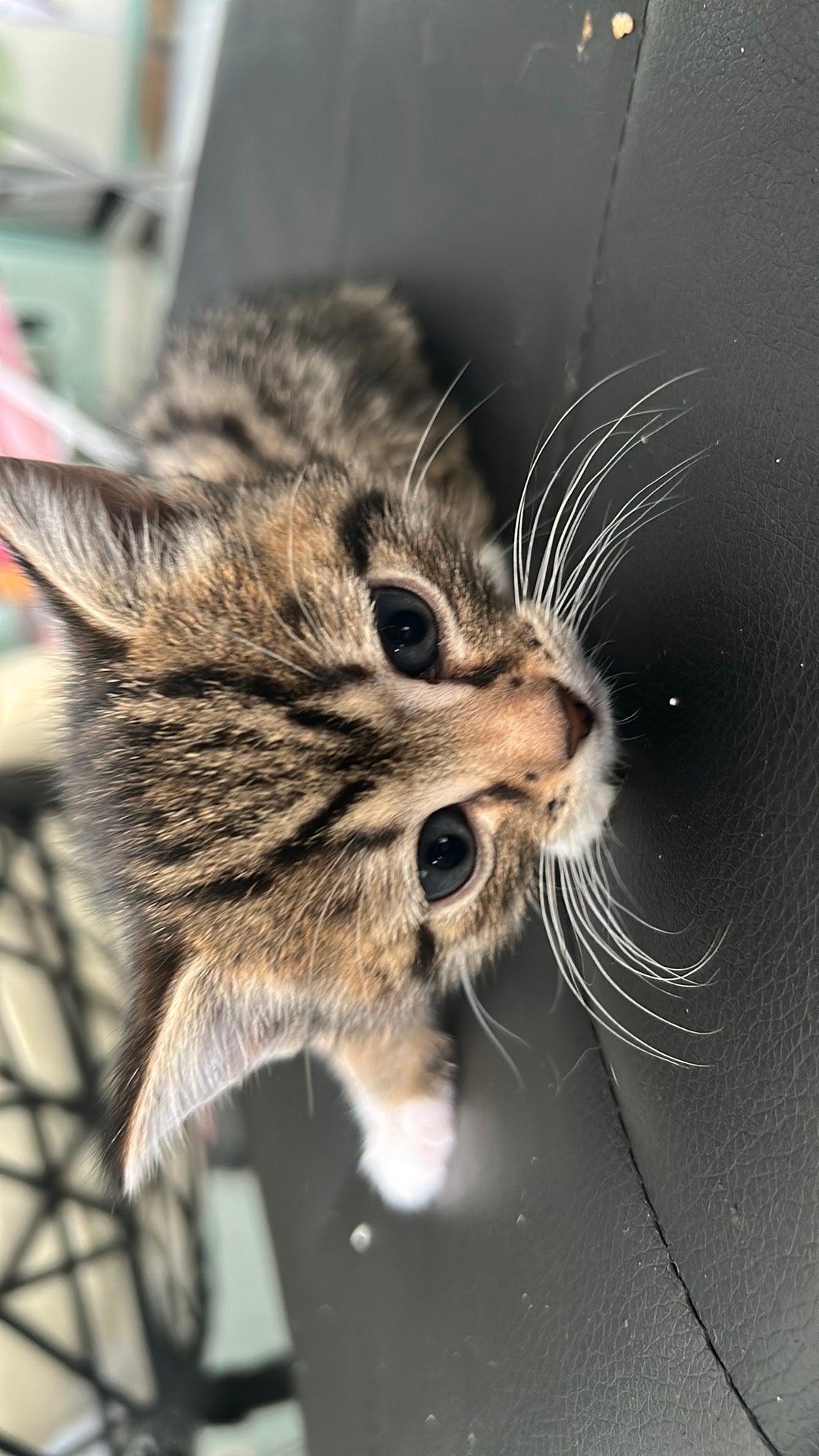 6 lieve kittens, Meerdere dieren
