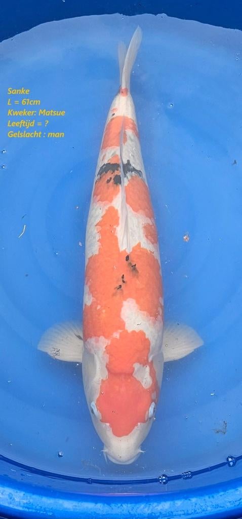 Sanke-Matsuee-62cm-male, Karper of Koi