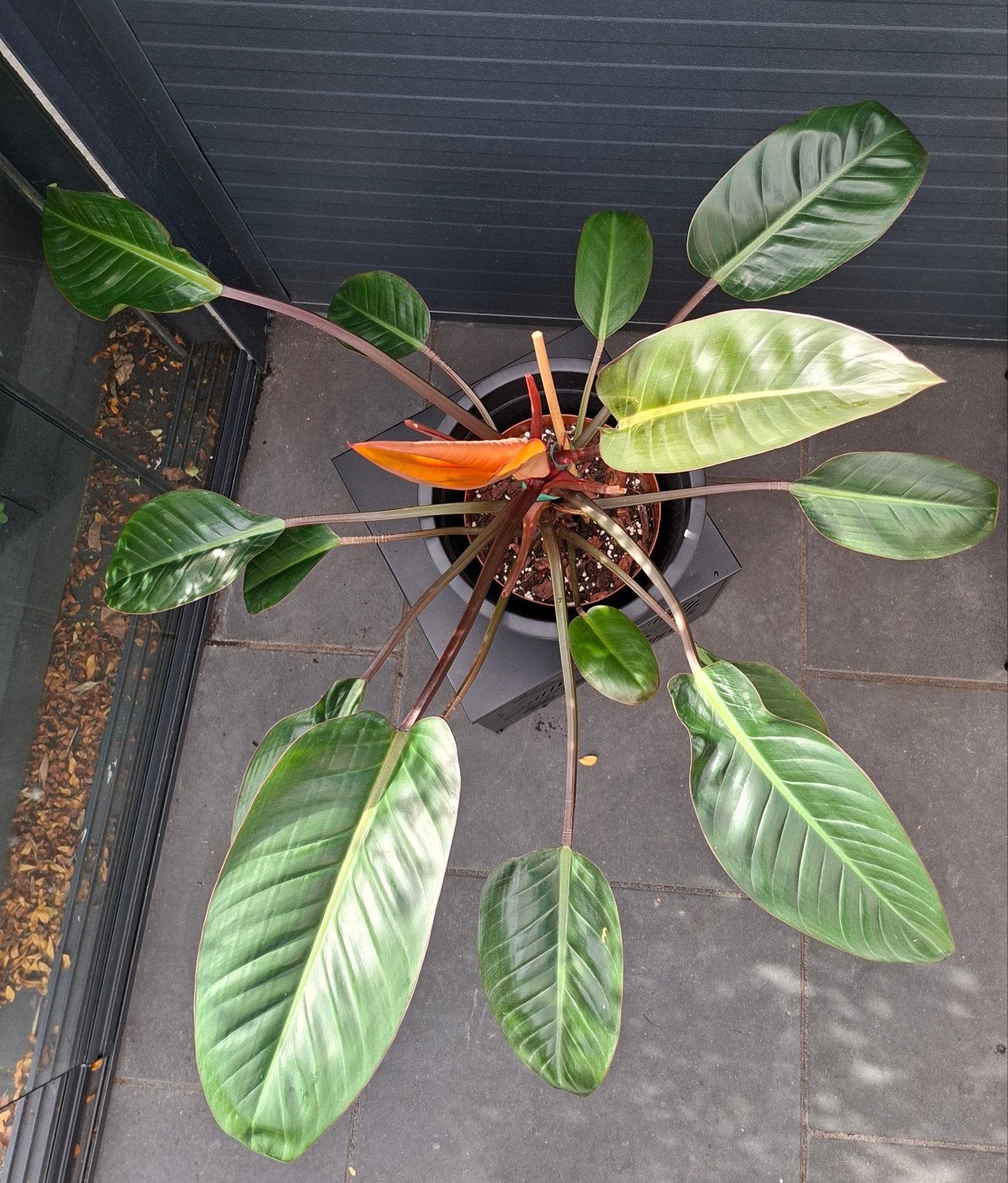 Philodendron Red Beauty grote plant, Ophalen