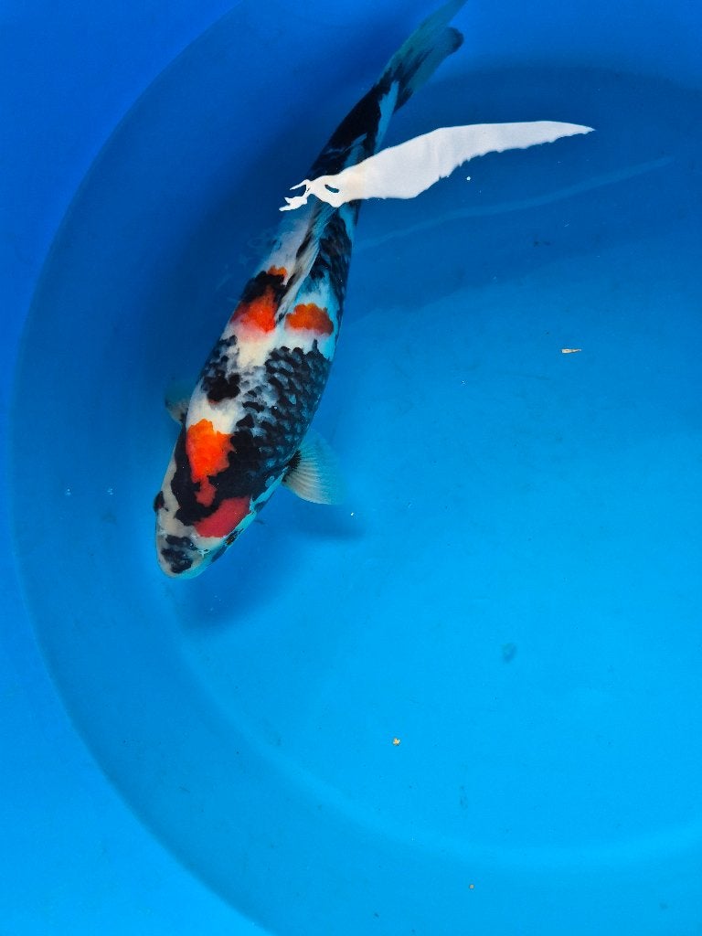 Mooie showa, Karper of Koi