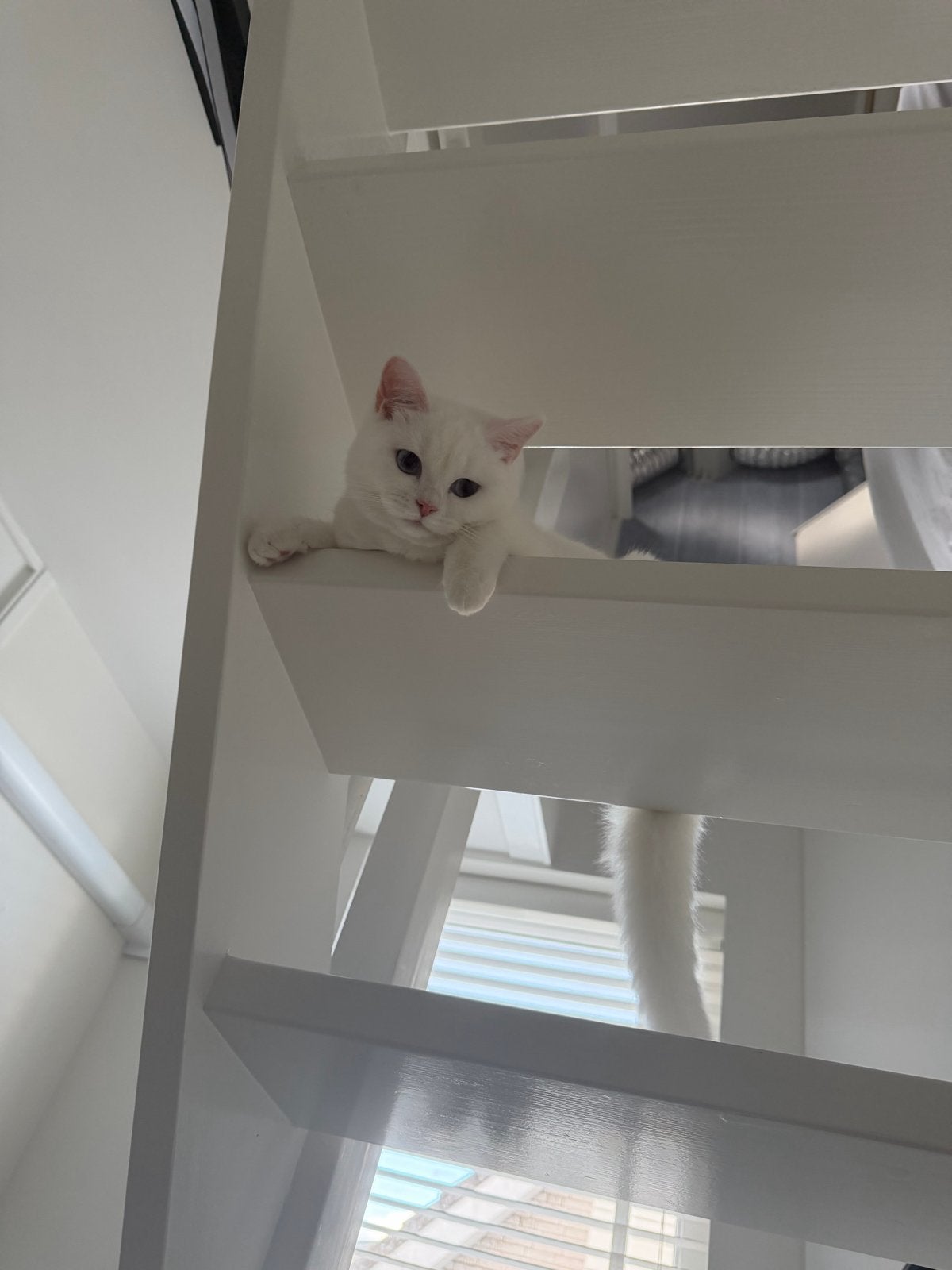 Scottish straight poes 5 maanden