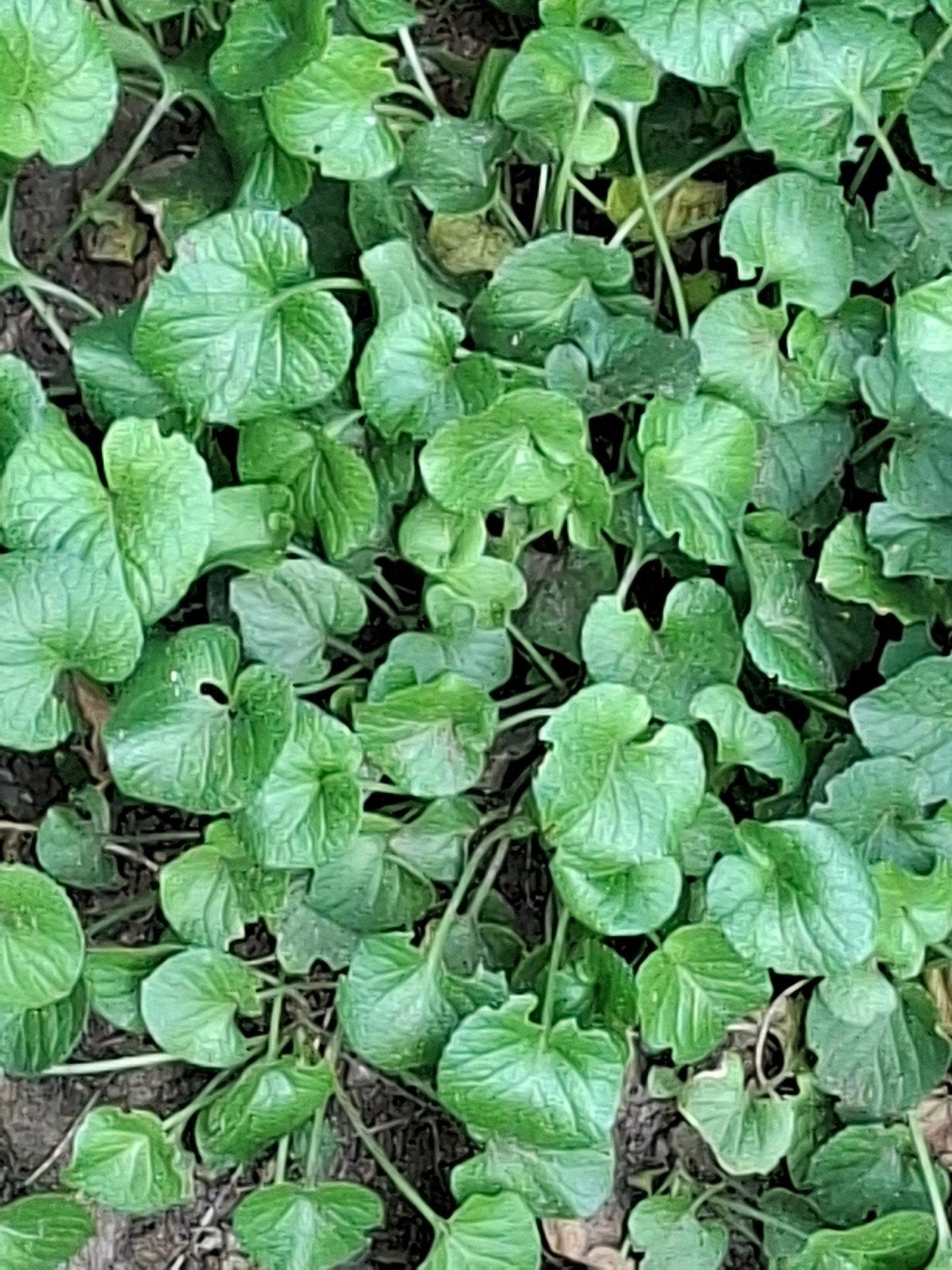 Plag Maarts Viooltje Plantjes, Ophalen, Overige soorten, Minder dan 100 cm