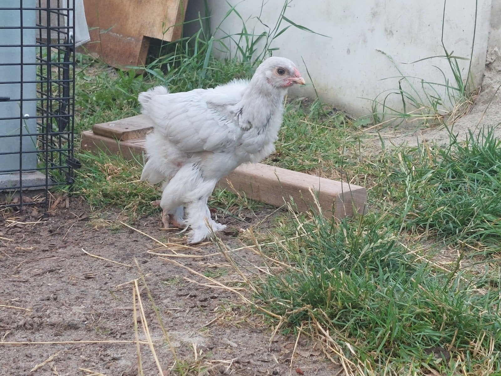 Brahma haan 6 weken oud, Dieren en Toebehoren, Mannelijk, Kip