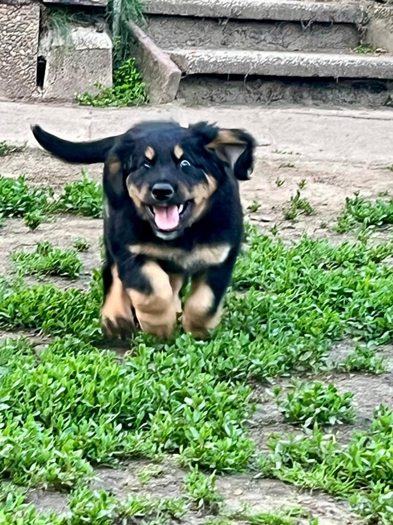 Hovawart-reu Shadow met stamboom, Dieren en Toebehoren, 8 tot 15 weken, Parvo, Meerdere, Nederland