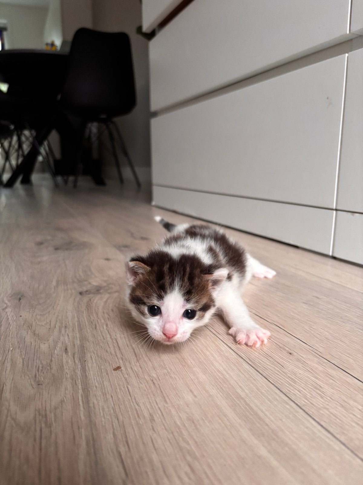 2 kittens geboren 30 juni