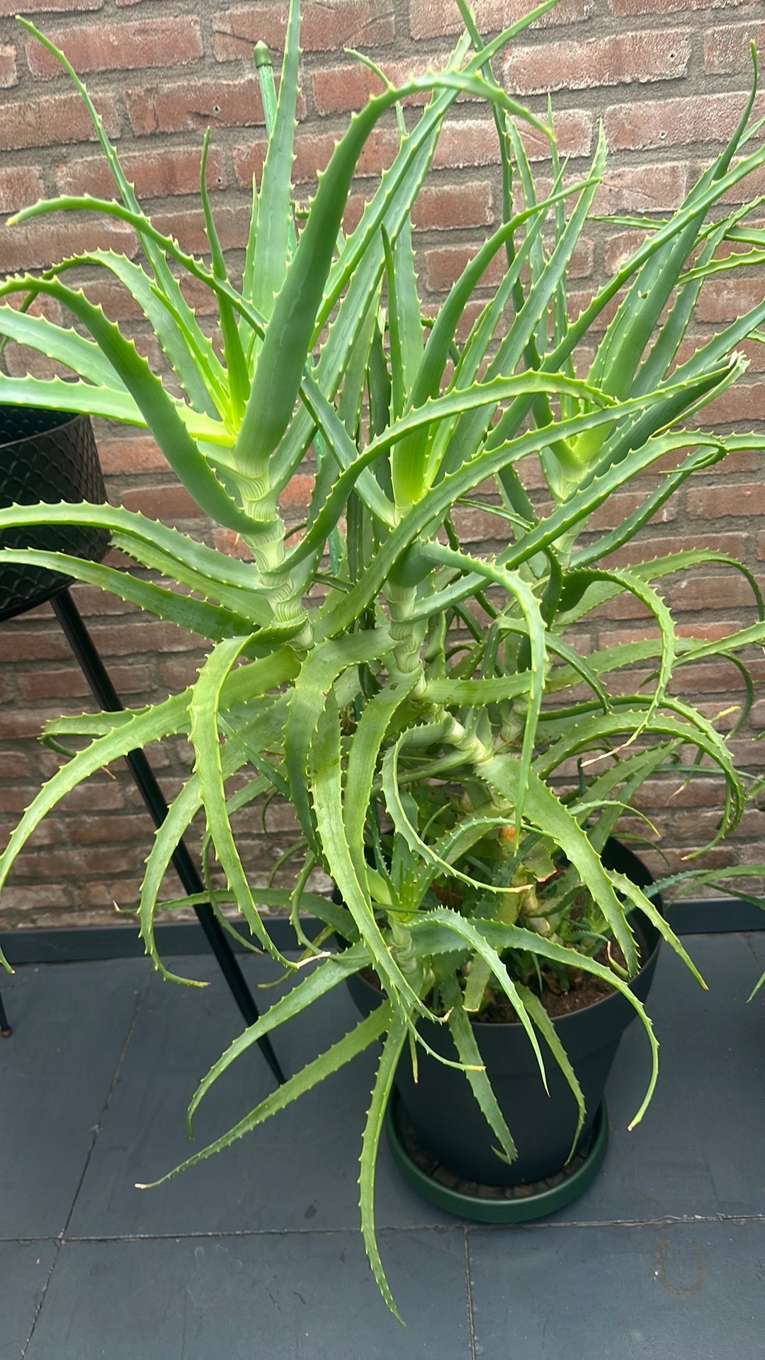 Aloe vera, Ophalen, Halfschaduw, Minder dan 100 cm