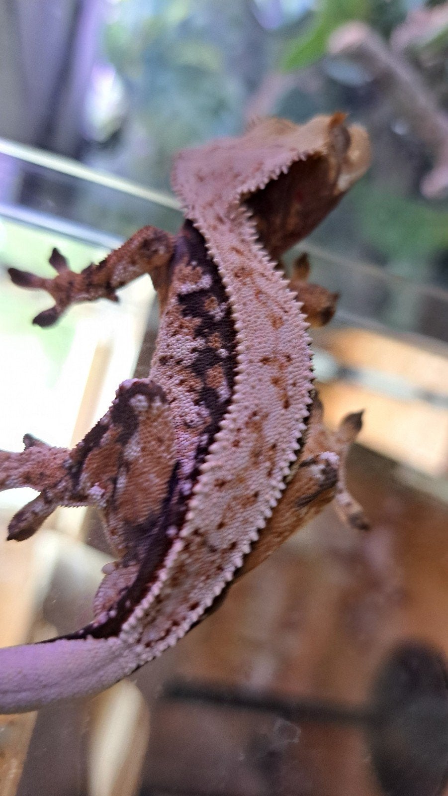 Wimpergekko man extr. harl. tri. Voor Houten, Dieren en Toebehoren, Reptielen en Amfibieën, Hagedis, 0 tot 2 jaar