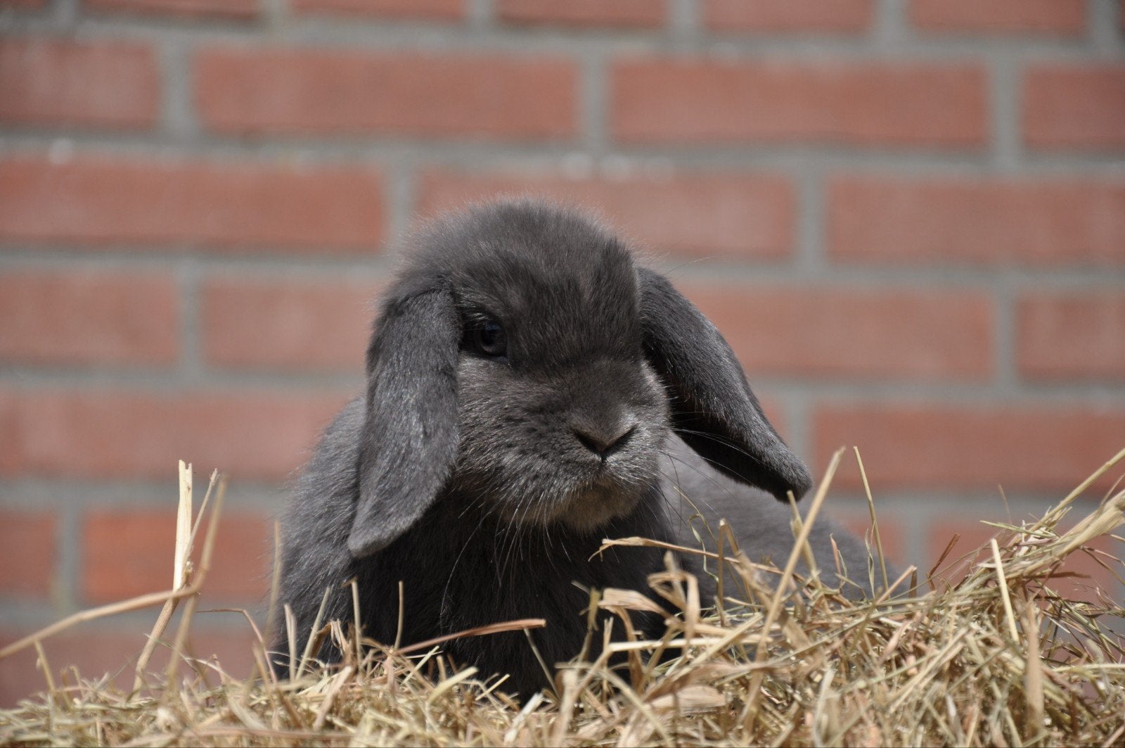 jonge Nederlandse hangoor dwerg voedster NHD blauw, Dieren en Toebehoren, Konijnen, Vrouwelijk, Dwerg, Hangoor, 0 tot 2 jaar