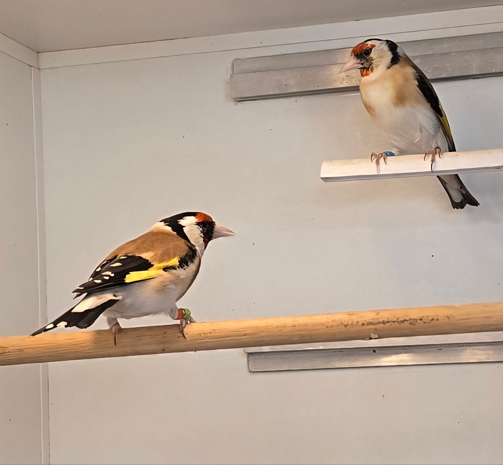 Mooi koppeltje major putters (van buiten), Dieren en Toebehoren, Vogels | Overige Vogels, Vrouwelijk, Wildzangvogel, Geringd