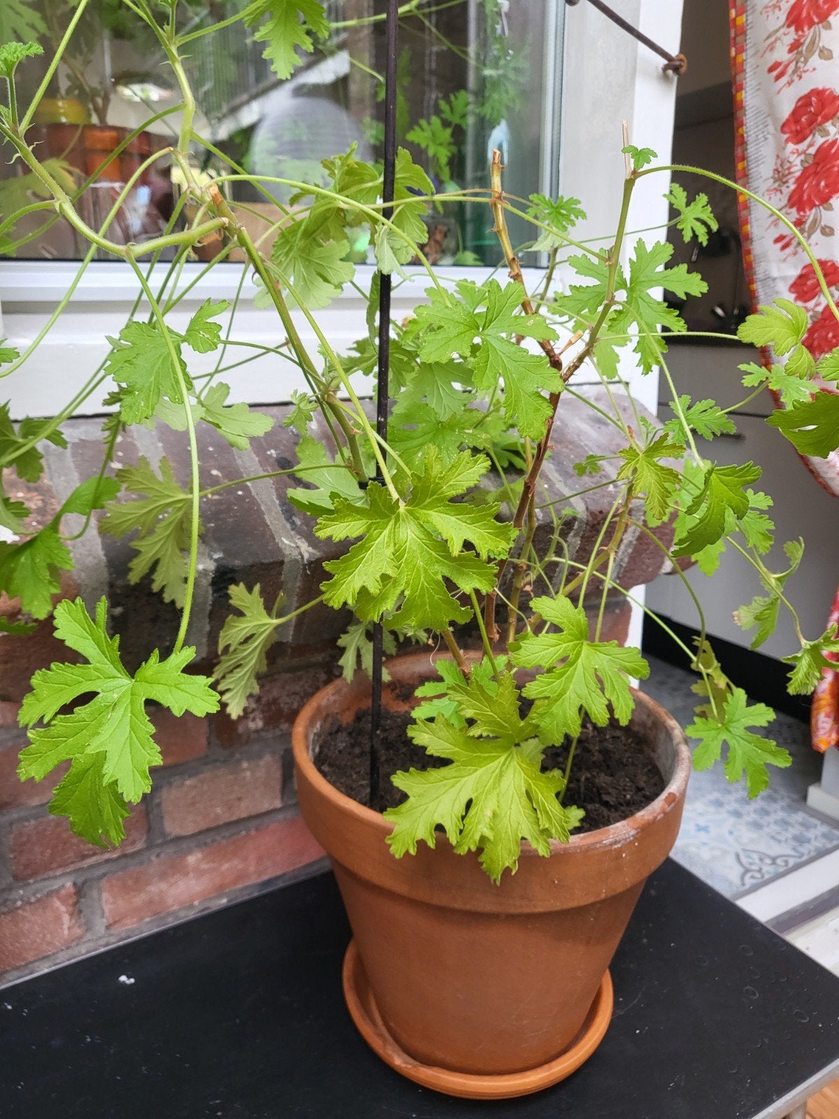 Citroenplant met pot en schotel(afhalen in de Pijp ), Tuin en Terras, Volle zon, Vaste plant, Bloeit niet, Ophalen