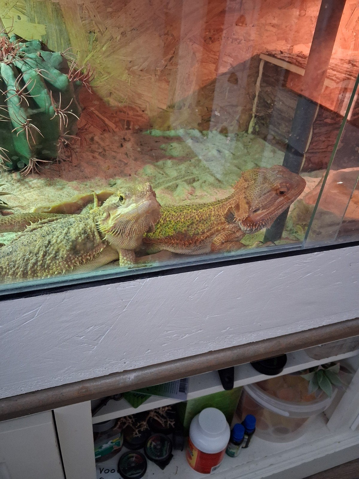 Hele baardagaam hobby te koop ( GOED LEZEN ) Bearded Dragon photo 3